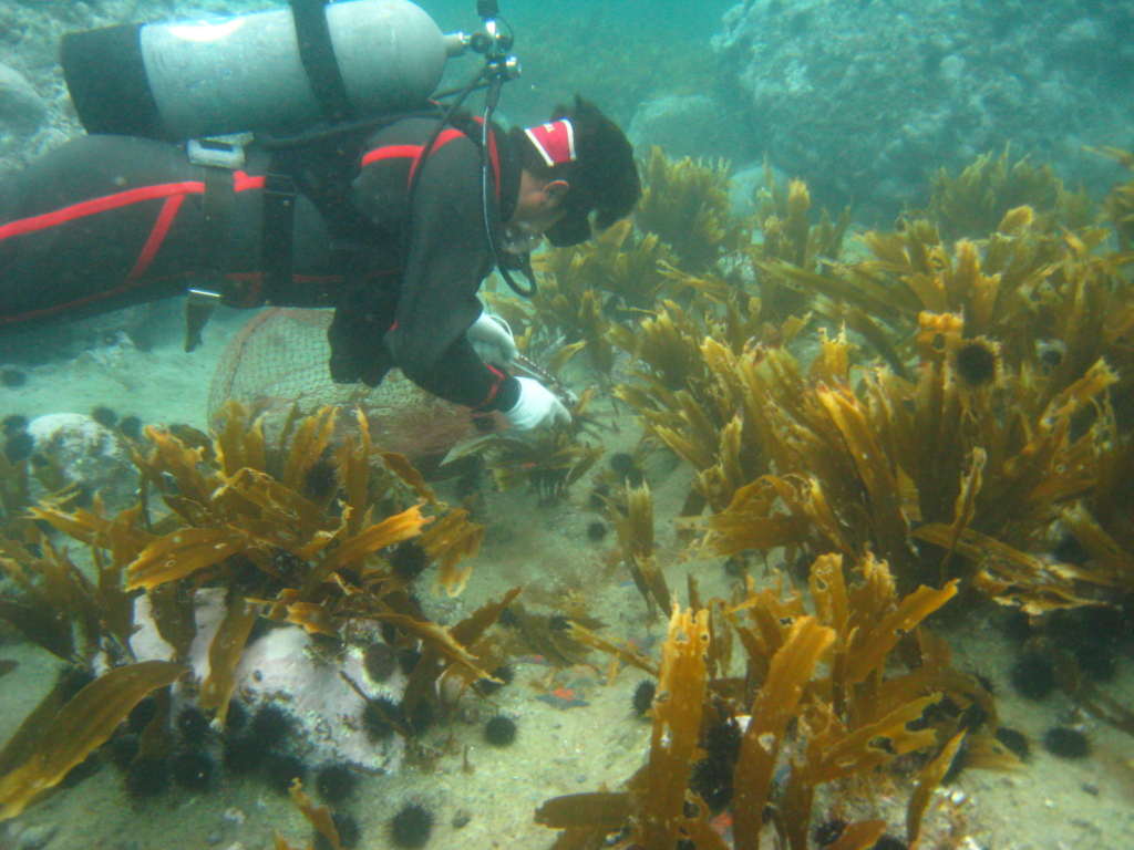Currently, the seaweed beds have regenerated, providing an abundant source of food for sea urchins. 