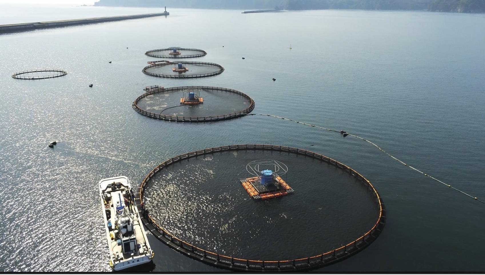 （写真：泉澤水産提供） 