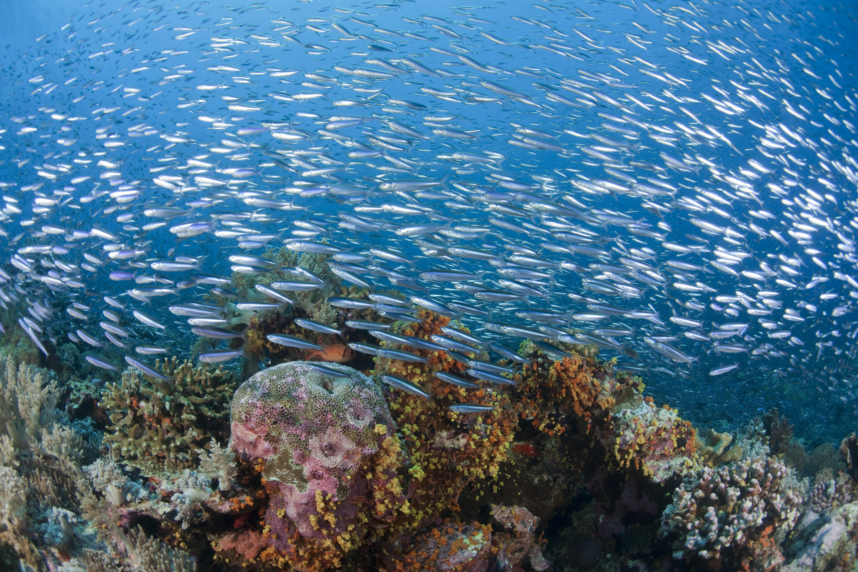 少年時代のトーマス・ウォルシュさんを魅了した美しい海と魚　©Jurgen Freund-WWF